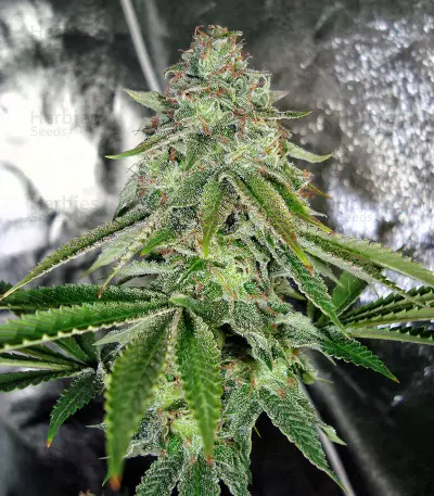 Bakers Delight (DNA Genetics)