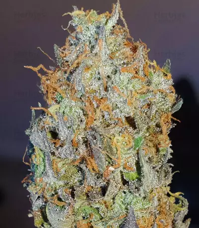 Baklava weed strain