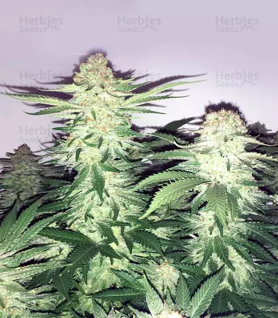 Big Bud XXL (Ministry Of Cannabis)