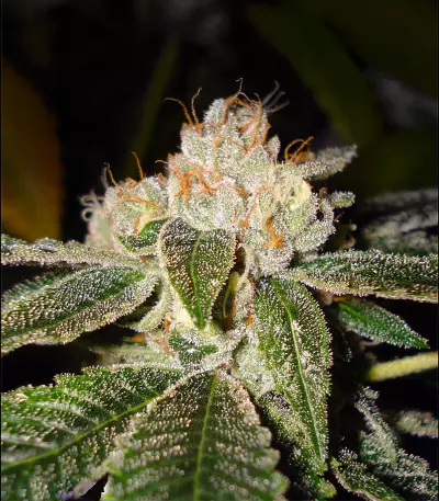 Biker Kush Seeds