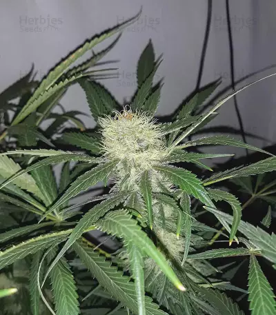 Boy Scout Cookies (Kalashnikov Seeds)