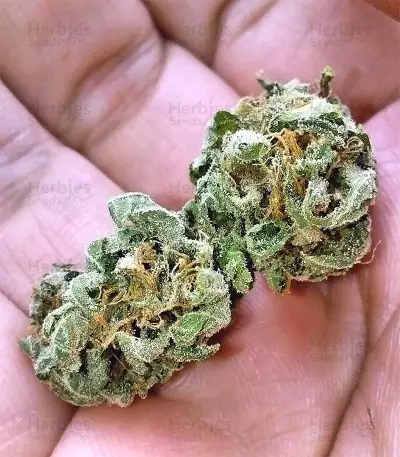 Graines de cannabis Buzz Light Gear (Dr. Krippling Seeds)