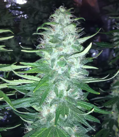 Critical Jack Herer Seeds