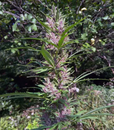 ErdPurt Seeds