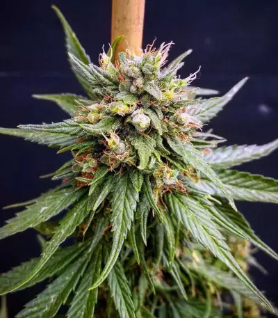 G13 Skunk Seeds