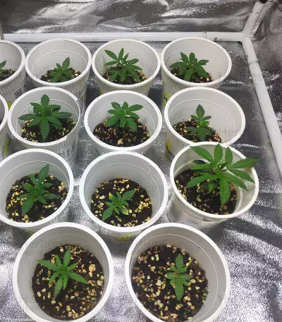 Ghost Rider OG Seeds
