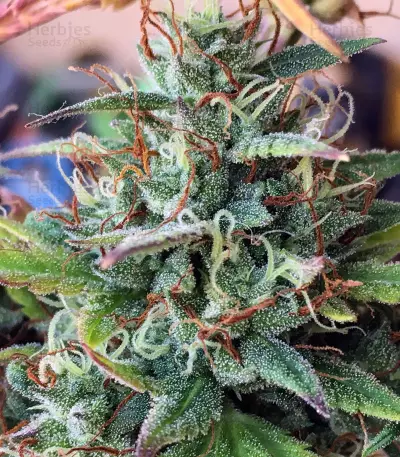 Girl Scout Cookies Auto (Semi Sensibili Originali)