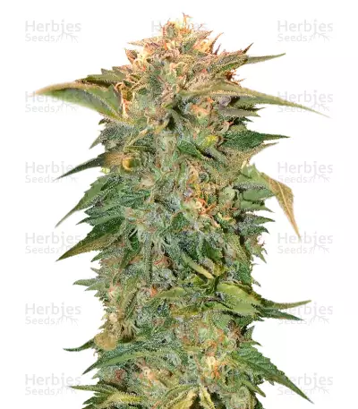 Golden Tiger regular (Ace Seeds) Cannabis-Samen