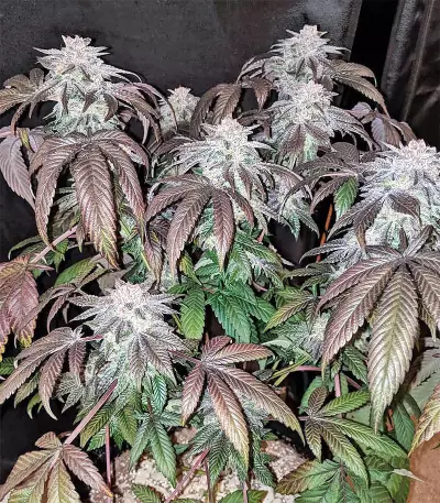 Graines féminisées de Gorilla Cookies (Big Head Seeds)