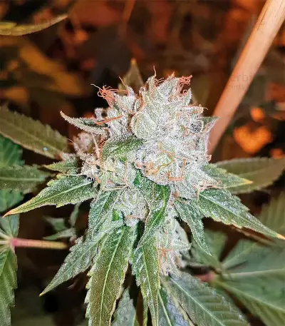 Josh D OG Seeds