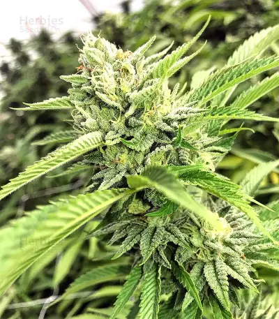 Josh D OG Seeds