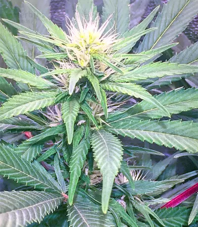 Julies Cookies Seeds