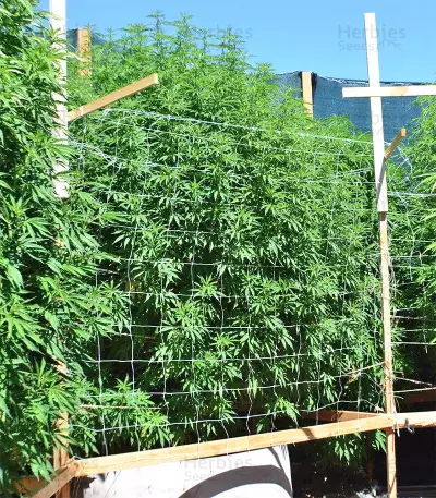 Graines de cannabis Kali China Breeders Pack (Ace Seeds)