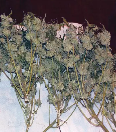 Kosher Sorbet (DNA Genetics)