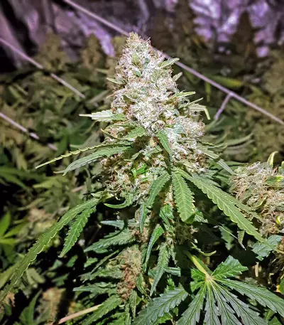 Graines de cannabis Kritikal Bilbo CBD (Genehtik Seeds)