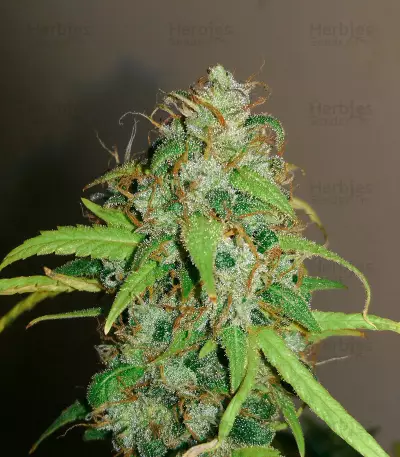 Kush Doctor Seeds