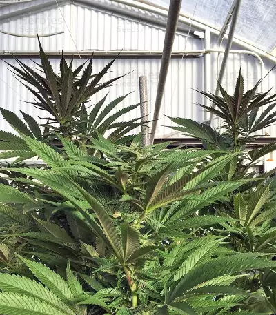 Lebanese Regular strain