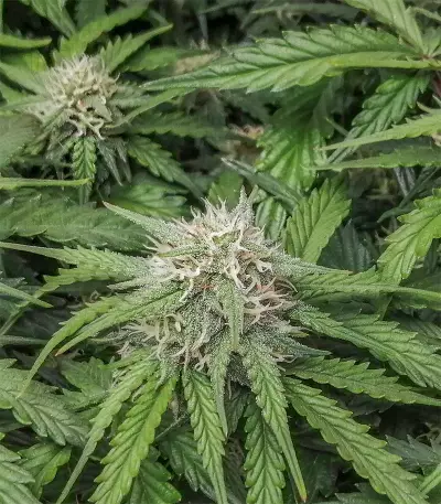 Original Auto Amnesia Haze Seeds