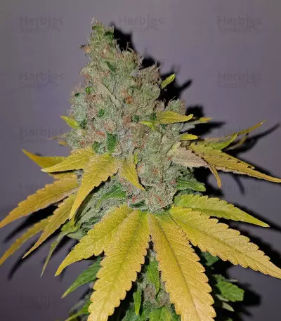 Purple Queen strain