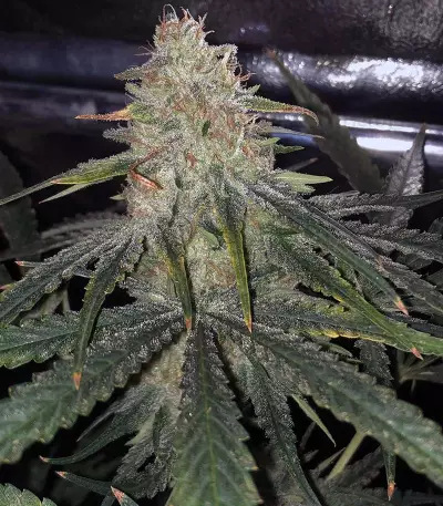 Runtz (Seedstockers)