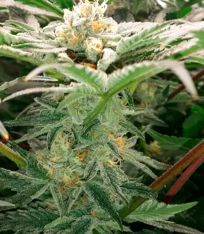 SFV OG Kush Seeds