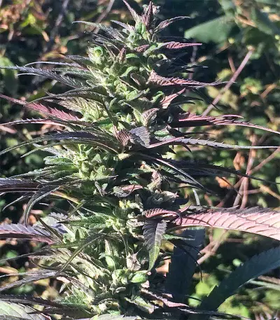 Thai Chi feminized seeds