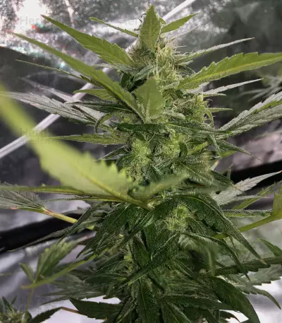 Thunder Bloody Mary Auto Seeds