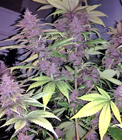 Violeta feminized seeds