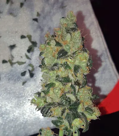 Wedding Cake Auto Feminized Seeds