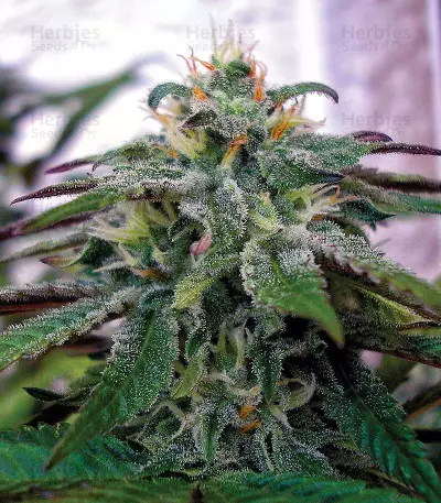 X18 Pure Pakistani Regular seeds