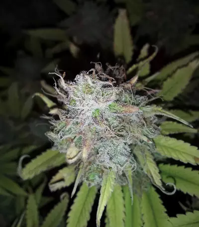 Z Glue feminized seeds (Flavour Chasers)