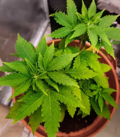 Afghan Kush Seeds