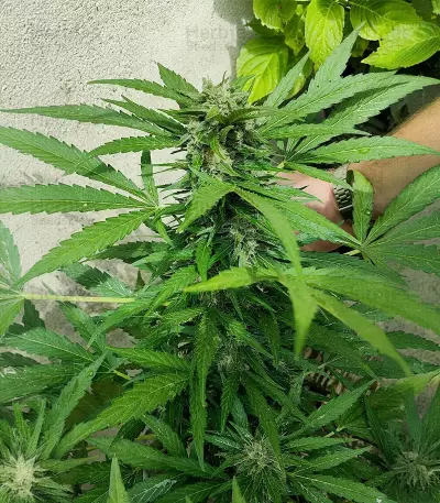 Auto Gelato (Female Seeds)