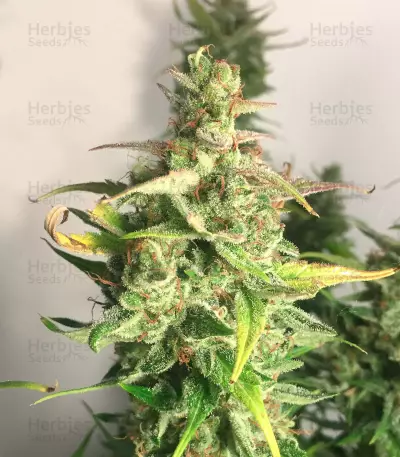 Auto Skywalker Haze