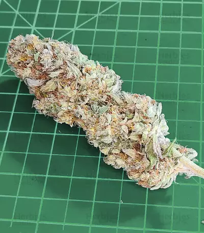 Semillas Feminizadas Bruce Banner # (AlphaFem Seeds)