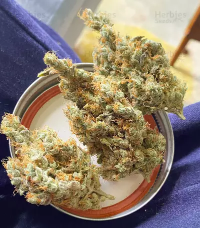California Orange (Orange Skunk) Seeds