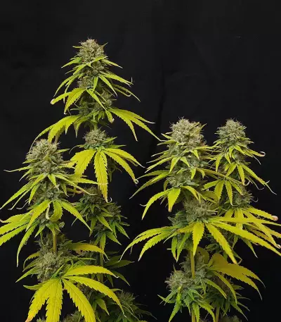 CBG-Force Seeds