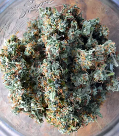 Sementes Feminizadas Auto Critical Orange Punch (Dutch Passion)