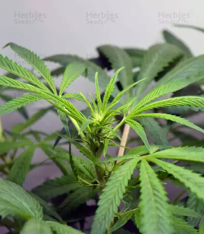 Sementes Feminizadas Auto Critical Orange Punch (Dutch Passion)