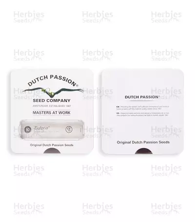Euforia Regular seeds