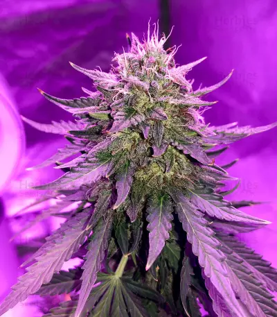 Graines de cannabis Fast & Vast Auto (Heavyweight Seeds)