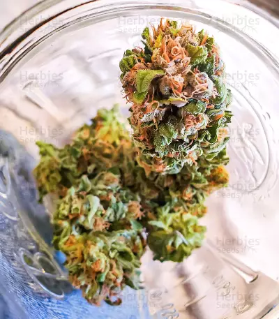 Graines féminisées de Gelato Glue Autoflower (EGS)