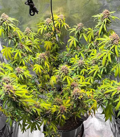 GG#4 Original Glue Fast Version (EGS)