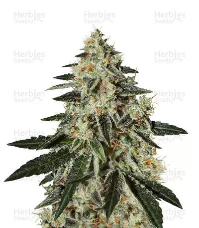 GH Cheese Feminized Seeds From Green House Seeds