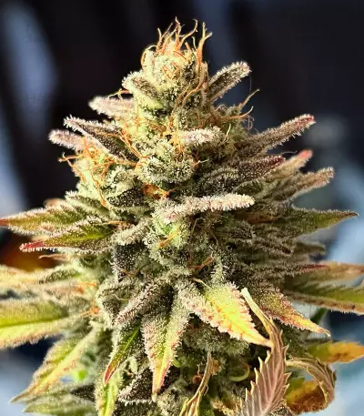 Ghost Chem OG Seeds (Seedkeepers)