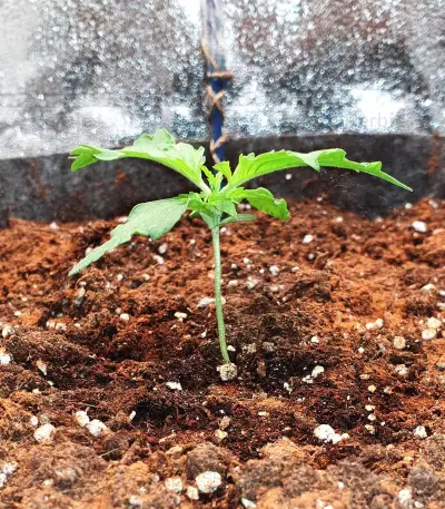 Girl Scout Cookies Auto (BlimBurn Seeds)