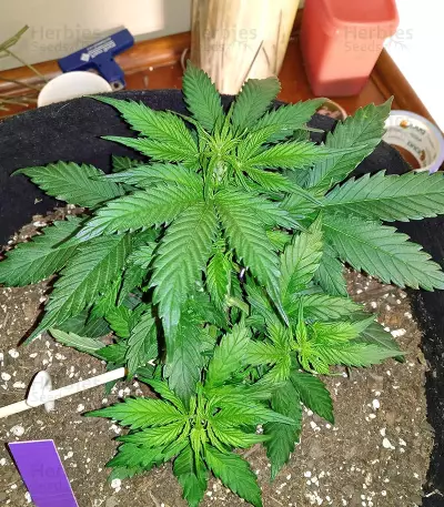 Glueberry (Expert Seeds) semi femminizzati