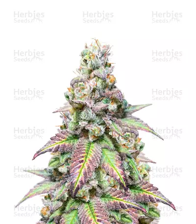 Godfather OG Feminized Seeds (Herbies Seeds USA)