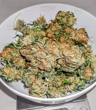 Semillas Feminizadas Gorilla Girl XL Auto (Sweet Seeds)