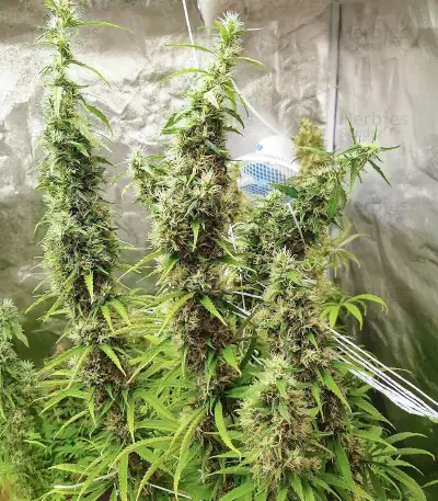 LA Cookies (Cali Connection Seeds)